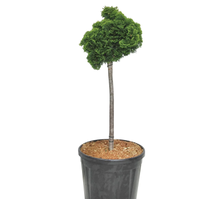 Skiepytas Puskiparisis, bukasis "Nana Gracilis"